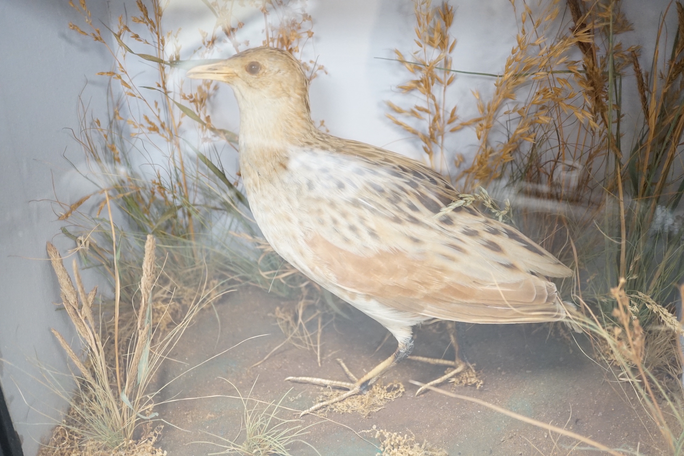 A taxidermy standing Corncrake in glazed wooden case by Roberts & son of Norwich - 27 x 32cm